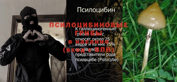 стаф Инта