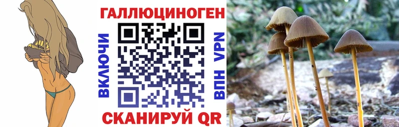Купить где  Бодайбо  Галлюциногенные грибы Psilocybe 